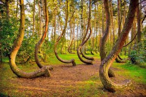poland top attractions crooked forest