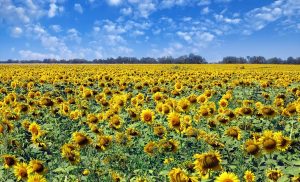ukraine top attractions visit sunflower field